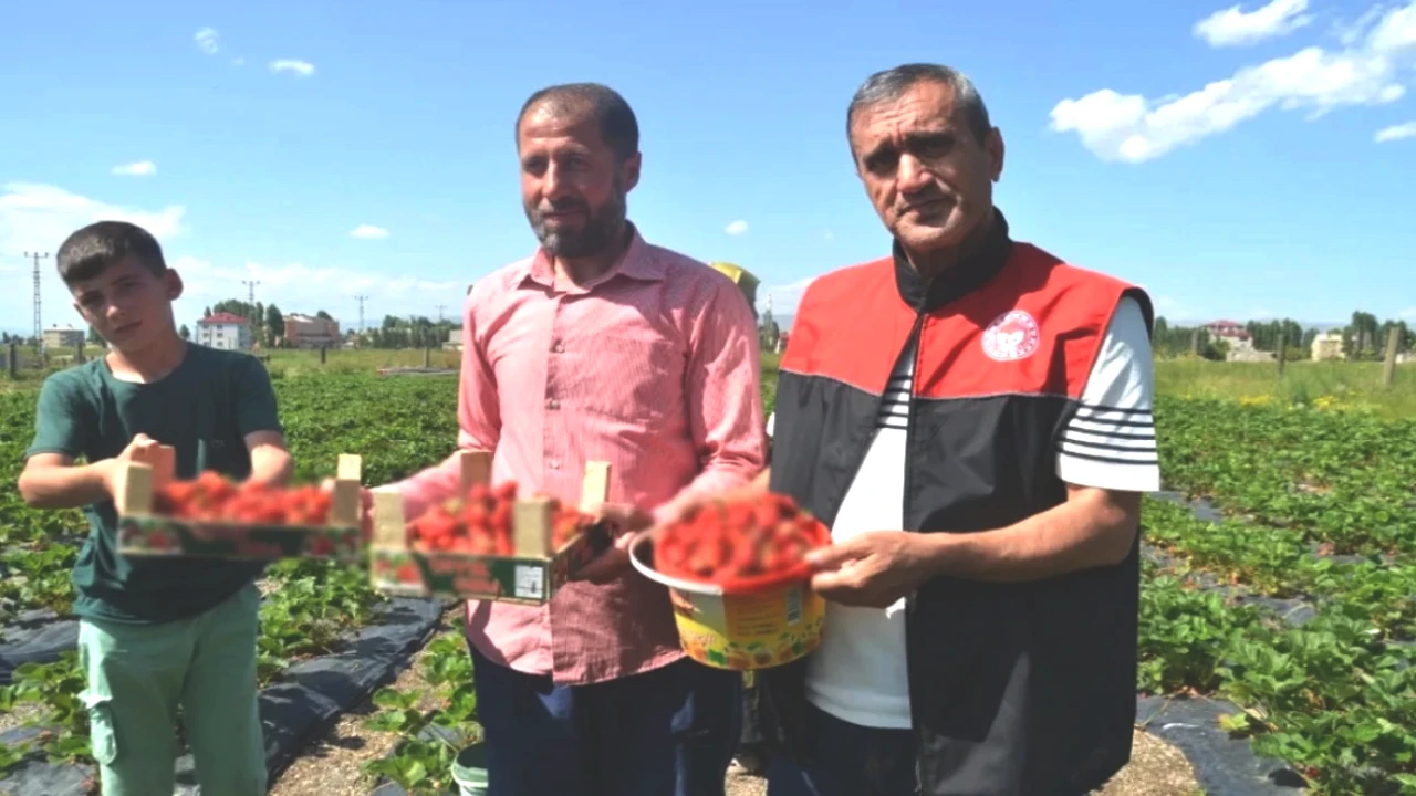Tütün Alternatifi Sektörü Büyüyor! Muş'ta 100 TL’den Satılan Yeni Ürünle 13 Çiftçi Kazanıyor
